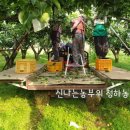 배밭의 풀은 승용예초기로 1인 예초작업-나혼자한다