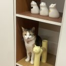 다락방 모모 이미지