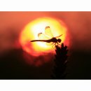 잠자리(Dragonfly)