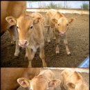 민 목장 이미지