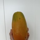 선우팜 이미지