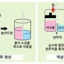 삼투