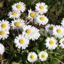 벨리스(bellis) 이미지