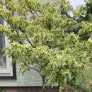 레드울프 이미지