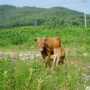 대사로(길안면) 이미지