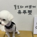 유주펫 이미지