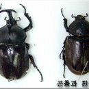 풍뎅이 이미지