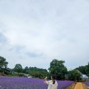 고창 청농원 라벤더축제 다녀온 간단후기 (2026.06.19 방문)
