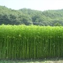 안동포마을 이미지