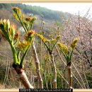 소요 1-25 두릅 정격 단시조/반산 한상철 이미지