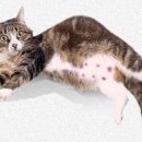 우리덕구동물병원 이미지