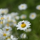데이지 투어코리아