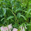 제주곶자왈별장 이미지