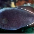 트리거 피쉬 (Triggerfish)