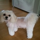 럭키켄넬 이미지