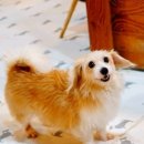 미용하개 이미지