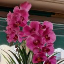 제비네경로당 이미지