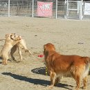 설악애견 이미지