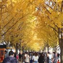 곡교천 은행나무길 이미지