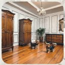 행복한동행 LTA 두번째이야기 | 식사동 미니비숑분양 반려견과의 행복한 동행을 위한 완벽 가이드