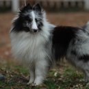 막둥이애견 이미지