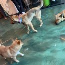 헬로우, 마루네 애견운동장 네이버블로그
