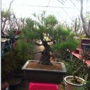 곰솔농장 이미지