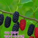 기막힌 유언 이미지