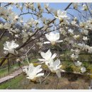 숲속의 오케스트라 이미지