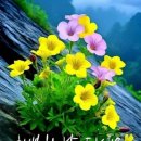 봄의노래 이미지