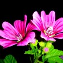 춤의정원 이미지