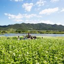 메밀꽃 필 무렵 이미지