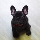 라온제나 이미지