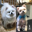아쵸샵 이미지