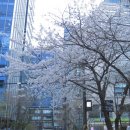 70 | 캐논 IXUS60 (IXY70) 후기 및 작례 ˚.🎀༘⋆(+추가사진)