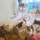 고양이 카페 여기 | 전주 고양이카페 찾는다면 여기! 전북 최초 대형 고양이카페 묘해저택 후기