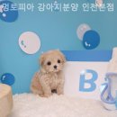 멍토피아 강아지분양 인천 본점 네이버블로그
