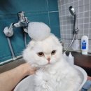 러브펫살롱 이미지