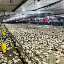 일선축산 이미지