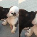 귀엽개 네이버블로그