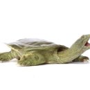 별주부전 이미지