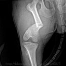 쪼꼬동물메디컬센터 이미지