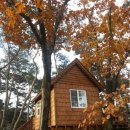 트리하우스 이미지