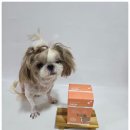 라온덴탈 | 강아지 영양제 입냄새 치주염 도움 노견영양제