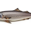 그램샐러드(GRAM SALAD) | 단백질 함량이 가장 많은 음식 top 10 및 관련 영어 표현