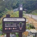 자작나무숲길