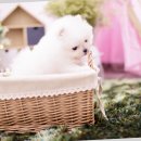 구산동 강아지 이미지