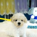 거제메디칼센타 | 통영강아지분양 거제 분양가 상술에 지치셨다면