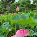 무궁화농원 이미지