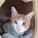 고양이호텔코자냥 이미지